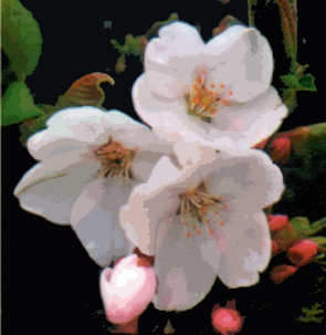 Cherry Blossoms - Needlepoint Hand Painted Canvases - New