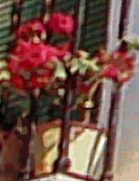 Geraniums