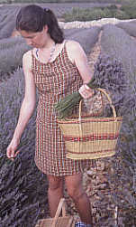 Pilar - carefully - selecting the finest lavender plants