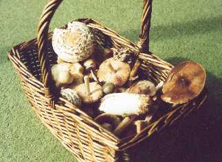 Wild Mushrooms