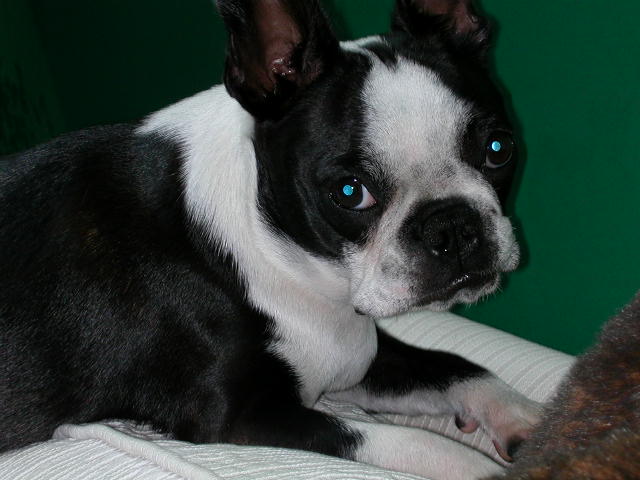 Boston Terrier