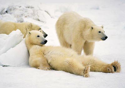 Polar Bears Relaxing Polar Bears