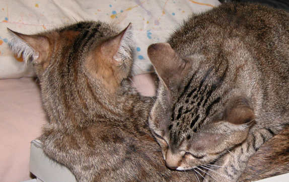 Luna and Bomb&eacute;