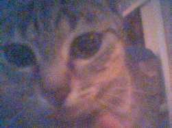 The Little Bombe Cat